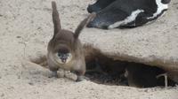 Pinguine am Boulders Beach