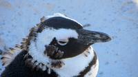 Pinguine am Boulders Beach