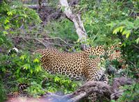 Pirschfahrt im Timbavati - noch ein Leopard