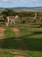 Pirschfahrten Südafrika Garden Route @ Anette Rietz EHT