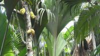 Praslin, Vallee de Mai
