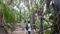 Praslin, Vallee de Mai