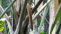 Praslin, Vallee de Mai