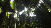 Praslin, Vallee de Mai