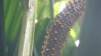 Praslin, Vallee de Mai