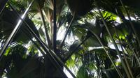 Praslin, Vallee de Mai