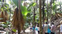 Praslin, Vallee de Mai