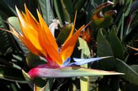 Pretoria - Flora