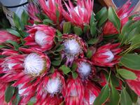 Protea-Strauß 
