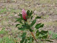 Protea