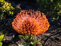 Protea