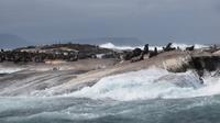 Robben, Hout Bay