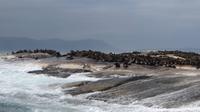 Robben, Hout Bay
