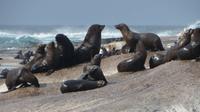 Robben, Hout Bay