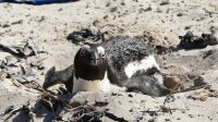 Südafrika - Fals Bay - Pinguin Kolonie am Boulder`s Beach