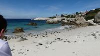 Südafrika - Fals Bay - Pinguin Kolonie am Boulder`s Beach