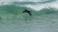 Südafrika - False Bay - Boulder`s Beach