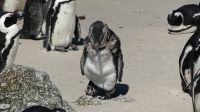 Südafrika - False Bay - Pinguin Kolonie am Boulder`s Beach
