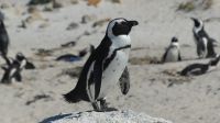 Südafrika - False Bay - Pinguin Kolonie am Boulder`s Beach