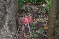 Südafrika - Kapstadt - Botanischer Garten Kirstenbosch