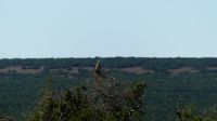 Südafrika - Safari im ADDO - Erdmännchen Ausguck