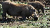 Südafrika - Safari im ADDO - Familie Pumba