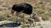 Südafrika - Safari im ADDO - Familie Strauß