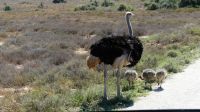 Südafrika - Safari im ADDO - Familie Strauß