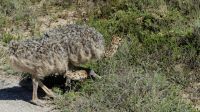 Südafrika - Safari im ADDO - Familie Strauß