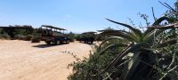 Südafrika - Safari im ADDO - Mittagspause