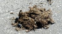 Südafrika - Safari im ADDO - Spurensuche