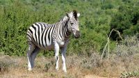 Südafrika - Safari im ADDO - Steppenzebra