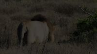 Südafrika - Safari im ADDO - einer von 5 Löwen im Addo