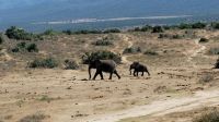 Südafrika - Safari im ADDO