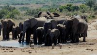 Südafrika - Safari im ADDO