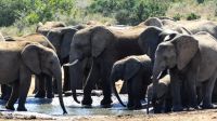 Südafrika - Safari im ADDO
