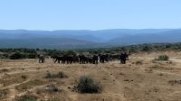 Südafrika - Safari im ADDO