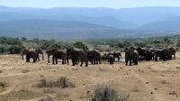 Südafrika - Safari im ADDO