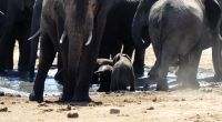 Südafrika - Safari im ADDO