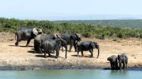 Südafrika - Safari im ADDO