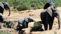 Südafrika - Safari im ADDO