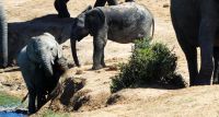 Südafrika - Safari im ADDO