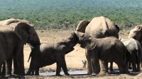 Südafrika - Safari im ADDO