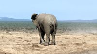 Südafrika - Safari im ADDO