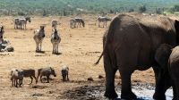 Südafrika - Safari im ADDO