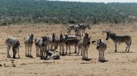 Südafrika - Safari im ADDO
