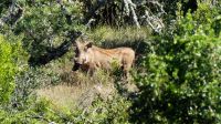 Südafrika - Safari im ADDO