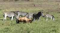 Südafrika - Safari im ADDO