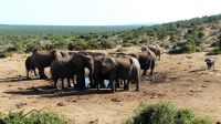 Südafrika - Safari im ADDO