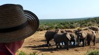 Südafrika - Safari im ADDO